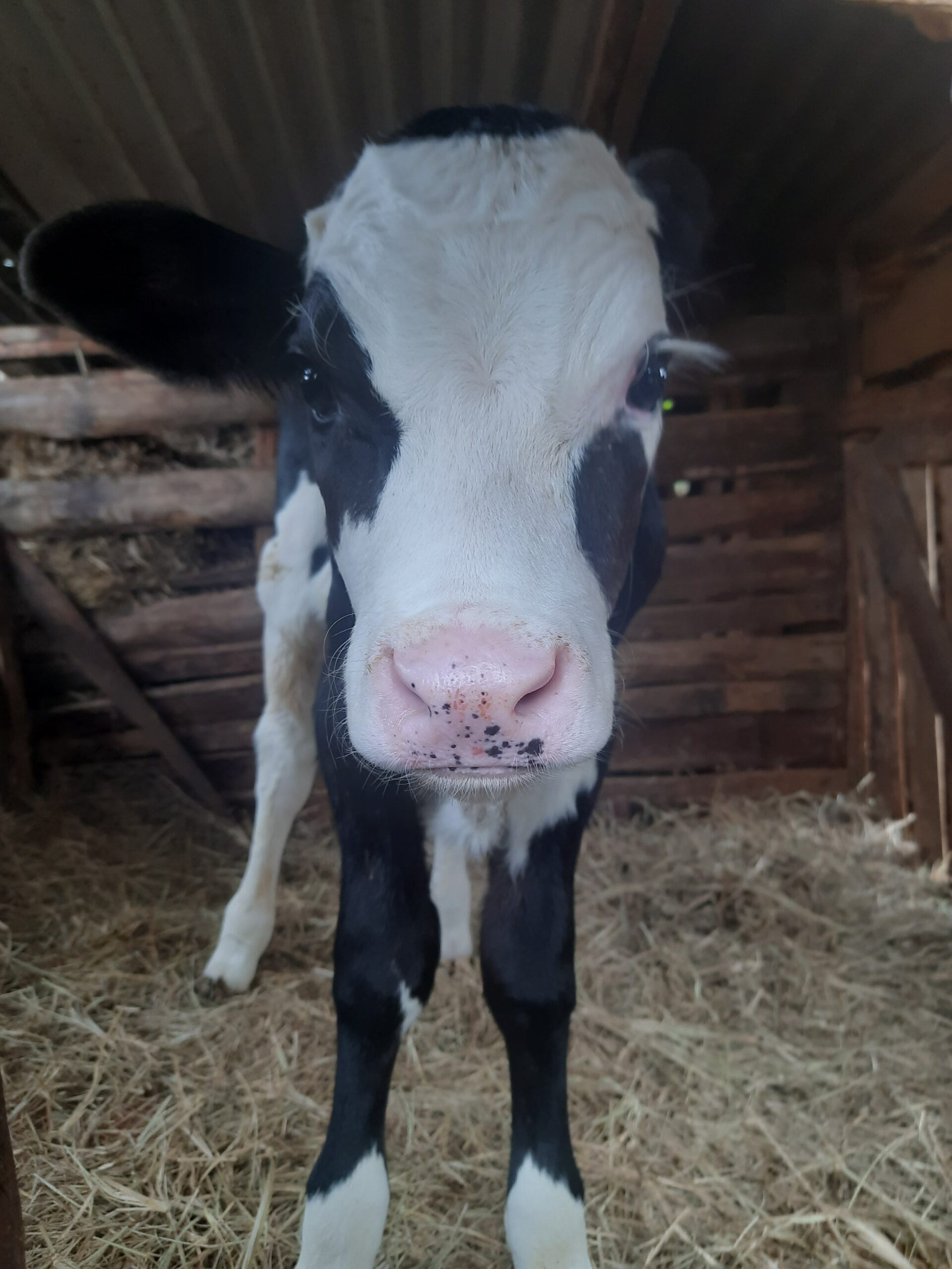 a healthy three-days old calf